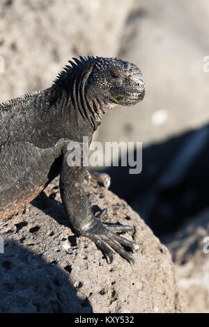 Marine Iguana, ( Amblyrhynchus cristatus ), San Cristobal Island, Galapagos Islands Ecuador South America Stock Photo