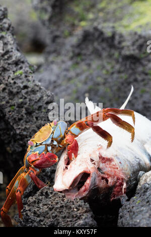 Sally Lightfood crab ( Grapsus grapsus ), feeding on a dead fish, San Cristobal Island, Galapagos Islands Ecuador South America Stock Photo