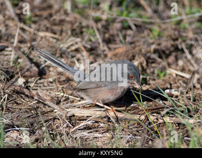 Dartford Warbler (Sylvia undata) feeding on ground Mount Foia Algarve Portugal. Stock Photo