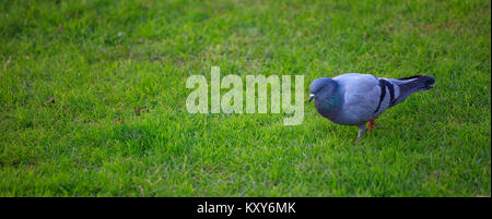 Domestic pigeon, walking in green field. Close up view with details. Blurred background, space for text, banner Stock Photo