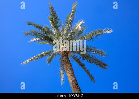 Coconut palm tree with a clear bright blue sky background. Photo from under. Stock Photo