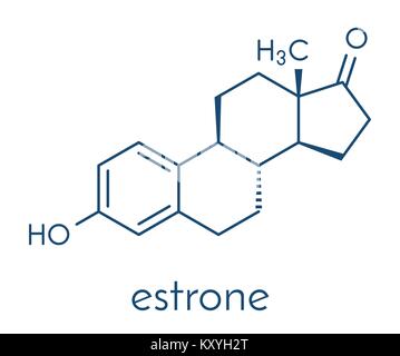 Estrone (oestrone) human estrogen hormone molecule. Skeletal formula. Stock Vector