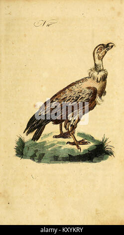 F. le Vaillant's Naturgeschichte der afrikanischen Vögel (No. 10) (7893760146) Stock Photo