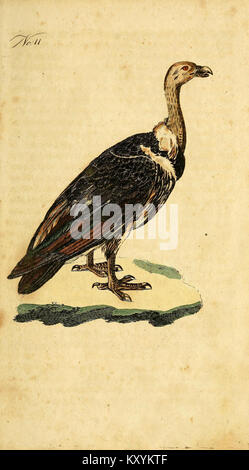 F. le Vaillant's Naturgeschichte der afrikanischen Vögel (No. 11) (7893761244) Stock Photo