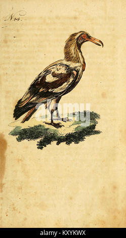 F. le Vaillant's Naturgeschichte der afrikanischen Vögel (No. 14) (7893764886) Stock Photo