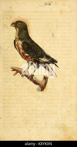 F. le Vaillant's Naturgeschichte der afrikanischen Vögel (No. 16) (7893767142) Stock Photo