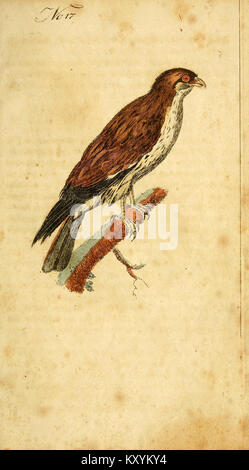 F. le Vaillant's Naturgeschichte der afrikanischen Vögel (No. 17) (7893768226) Stock Photo