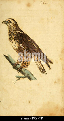 F. le Vaillant's Naturgeschichte der afrikanischen Vögel (No. 18) (7893769758) Stock Photo