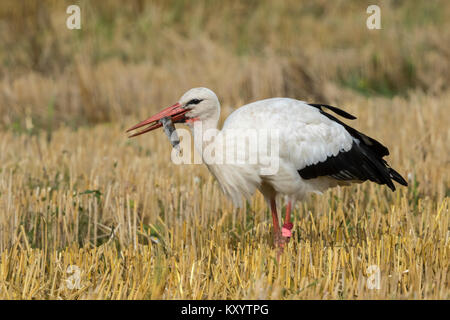 White stork (Ciconia ciconia) on a stubble field, eating a mouse Stock Photo