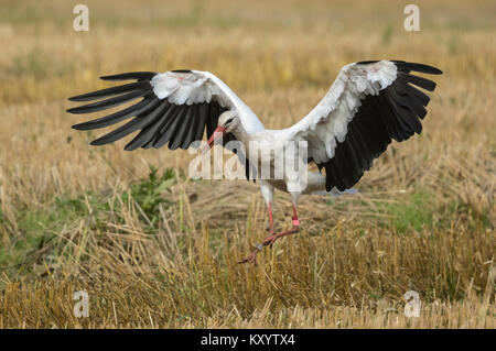 White stork (Ciconia ciconia) in flight over a stubble field Stock Photo