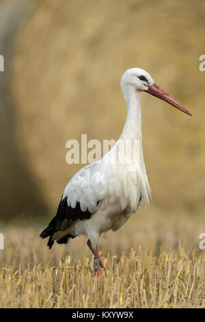 White stork (Ciconia ciconia) standing on a stubble field Stock Photo