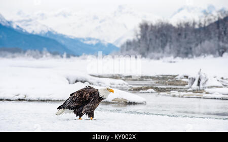 The Bald eagle ( Haliaeetus leucocephalus ) sits on snow. Alaska Stock Photo