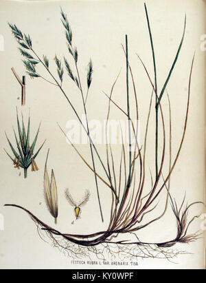 Festuca rubra — Flora Batava — Volume v15 Stock Photo