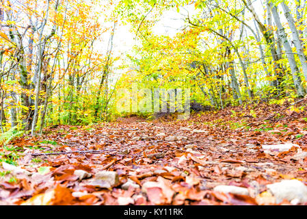 Ground level view of empty hiking trail through colorful orange foliage fall autumn forest with many fallen leaves on path in West Virginia Stock Photo