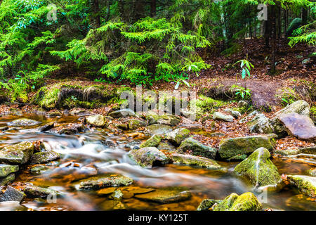 Red creek in Dolly Sods, West Virginia during autumn, fall with green pine tree forest and smooth water river, fallen leaves on rocks, stones Stock Photo
