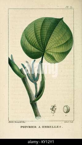 Flore pittoresque et médicale des Antilles (Pl. 37) BHL3481340 Stock Photo