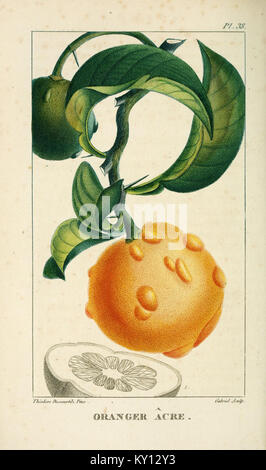 Flore pittoresque et médicale des Antilles (Pl. 38) BHL3481346 Stock Photo