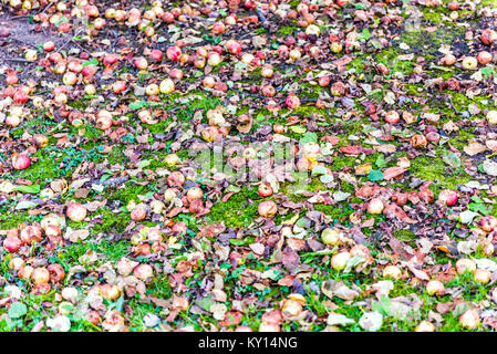 Many fallen wild fresh apples on grass ground bruised on apple picking farm Stock Photo