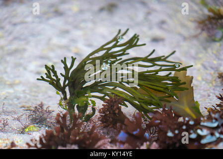 Heart of Red algae, Codium fragile, Fissurellidae, Fissurellidae and Lots Love on Land's End Granite (2 of 5) Stock Photo