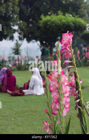 Srinagar, India. Flowers in Mughal garden Stock Photo