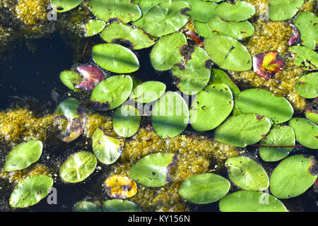 Lily pads on Lake Terrell in the beaitufl pacific northwest city of Ferndale, Washington, USA.  Lake Terrell is a man made lake used for environmental Stock Photo