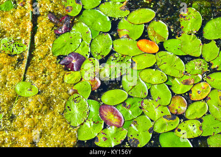 Lily pads on Lake Terrell in the beaitufl pacific northwest city of Ferndale, Washington, USA.  Lake Terrell is a man made lake used for waterfowl. Stock Photo