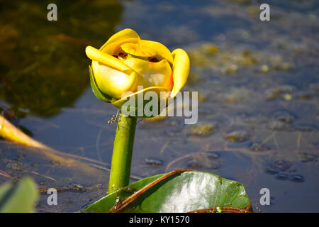 Lily pads and flower on Lake Terrell in Ferndale, Washington, USA.  Lake Terrell is a man made lake with marshes - it is for environmental protection  Stock Photo