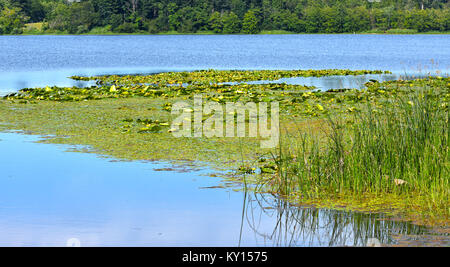 Lake Terrel in the beautiful Pacific Northweset city of Ferndale, Washington, USA  Lake Terrell is a man made lake with marshes and was created for en Stock Photo