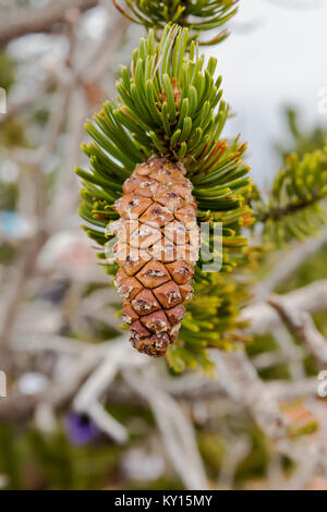 Rocky Mountain Bristlecone Pine (Pinus aristata) in Bryce Canyon National Park, Utah Stock Photo