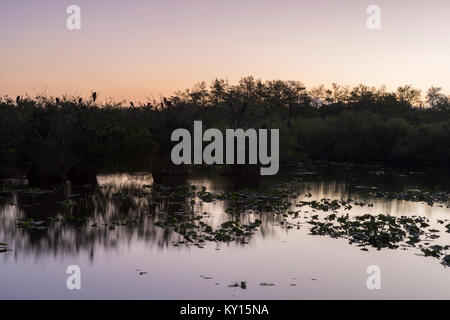 Sunrise on Taylor Slough in Everglades National Park, Florida Stock Photo