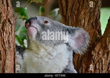 Koala, Phascolarctos cinereus, Australia Zoo, Beerwah, Queensland, Australia Stock Photo