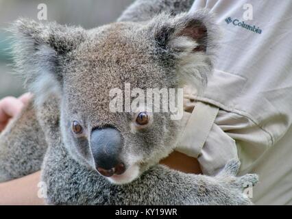 Koala, Phascolarctos cinereus, Australia Zoo, Beerwah, Queensland, Australia Stock Photo
