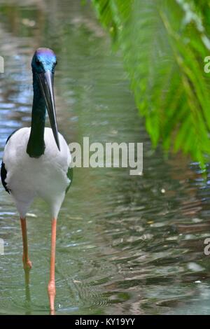 Jabiru, Australia Zoo, Beerwah, Queensland, Australia Stock Photo