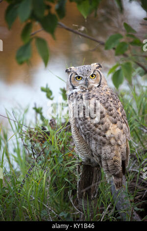 Great Horned Owl (Bubo virginianus) perching on a tree stump at water's edge in riparian forest Stock Photo