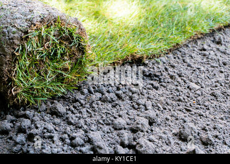 fresh roll of sod grass laid on dirt by a landscape gardener planning a new garden up close and in detail Stock Photo