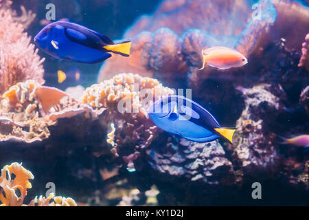 Blue Tang Fish Paracanthurus Hepatus Swimming In Water. Popular Fish In Marine Aquarium, Needs A Large Coral  Aquarium To Be Able To Live In Captivity Stock Photo