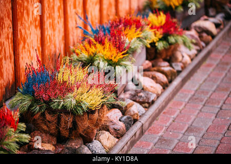 Bush Of Colorful Calluna Plants In Pots In Garden Flower-Bed. Stock Photo