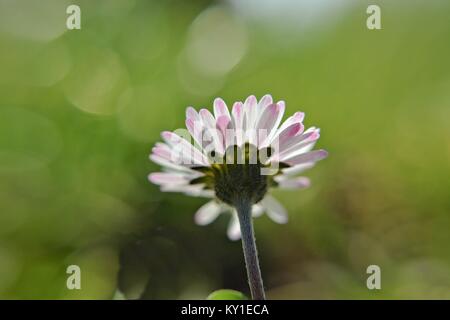 White isolated daisy on a green background Stock Photo