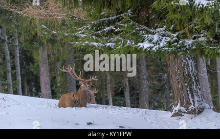 Color outdoor wildlife winter animal portrait of a single red deer with large antlers relaxing on a snow field under a tree in front of a forest Stock Photo