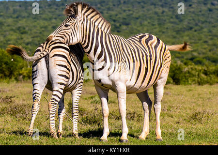 Color outdoor wildlife portrait of two zebras leaning on each other taken in South Africa on a sunny day with natural background Stock Photo