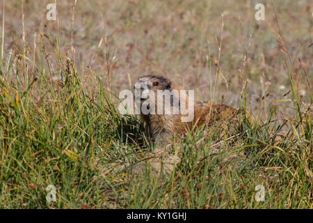 Marmot posing in the grass on sunny day Stock Photo