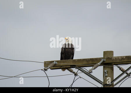 An American Bald Eagle on power pole Stock Photo