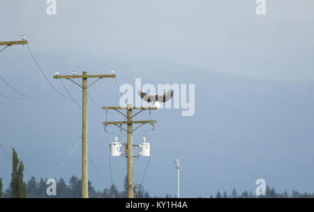 Bald eagle sits on an electric pole. Stock Photo
