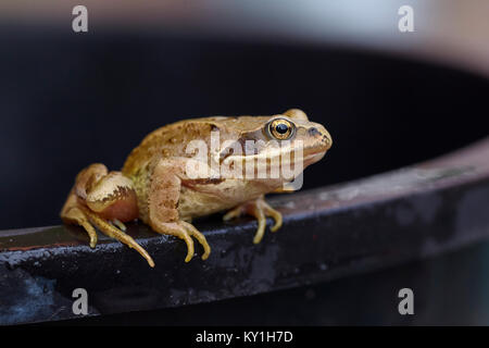 Common frog, Rana temporaria, resting on edge of bucket in garden, Worcestershire, UK Stock Photo