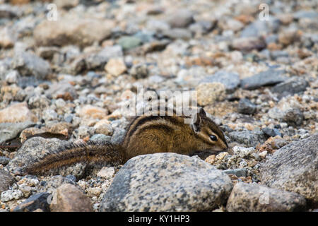 A cute chipmunk on the rocks in the Rocky Mountains Stock Photo
