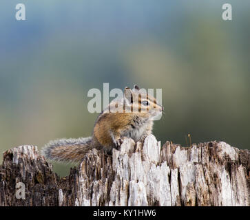 Chipmunk sitting on a stump and looking into camera. Stock Photo