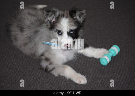 Australian Koolie Pup, with typical half black face and sectoral heterochromia (mixed colored eyes) Stock Photo