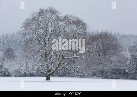 Single English Oak Tree, Quercus robur, in snow, Monmouthshire, December Stock Photo