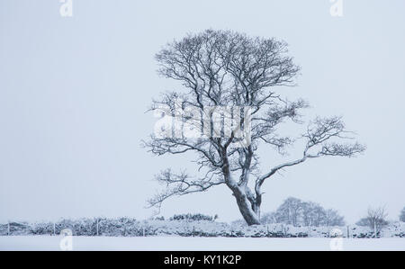 Single English Oak Tree, Quercus robur, in snow, Monmouthshire, December Stock Photo