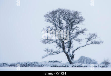 Manipulated image of a single English Oak Tree, Quercus robur, in snow, Monmouthshire, December Stock Photo